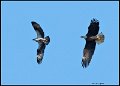 _8SB8204 bald eagle chasing osprey